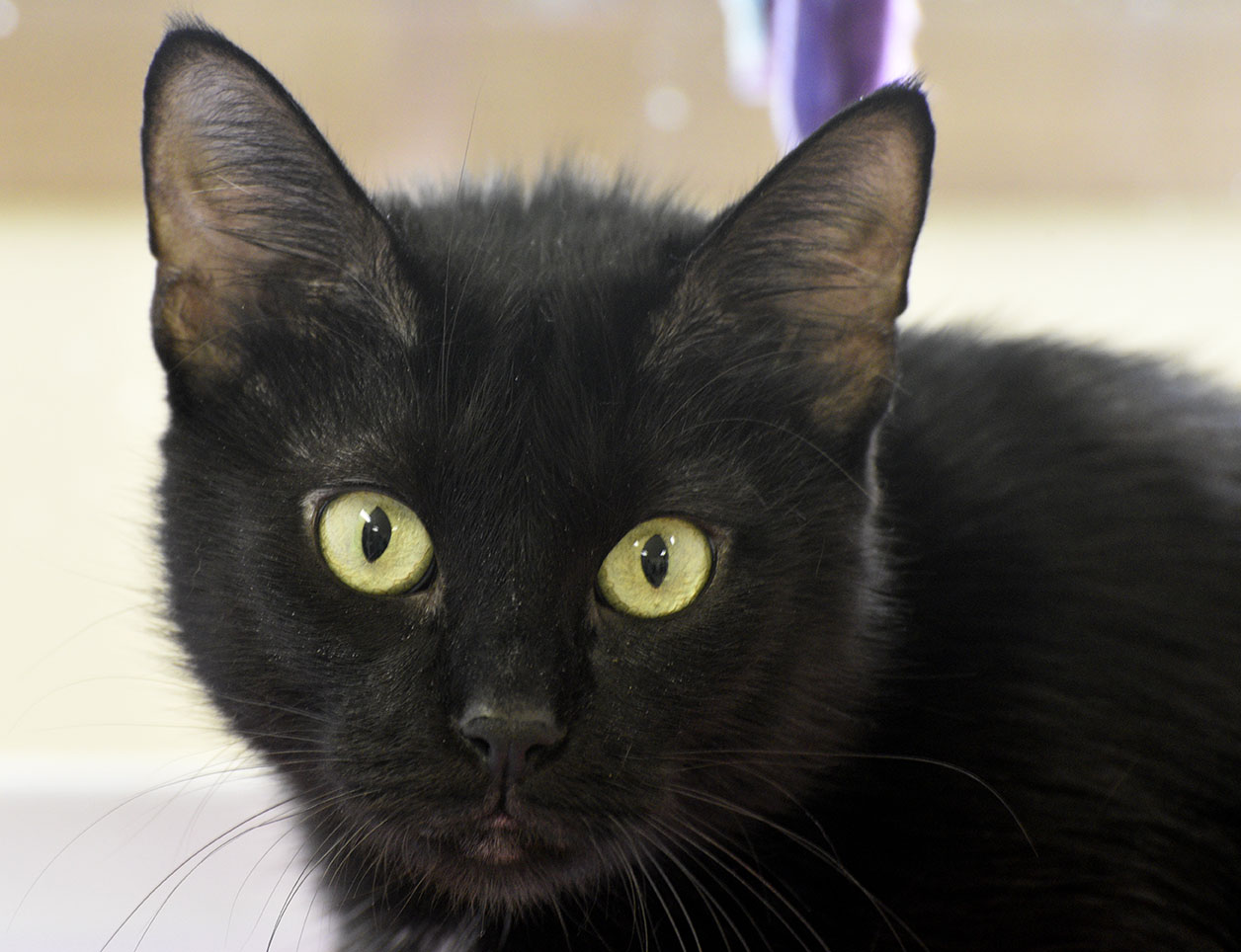 Kitsap Humane Society | Pet of the Week – Velma