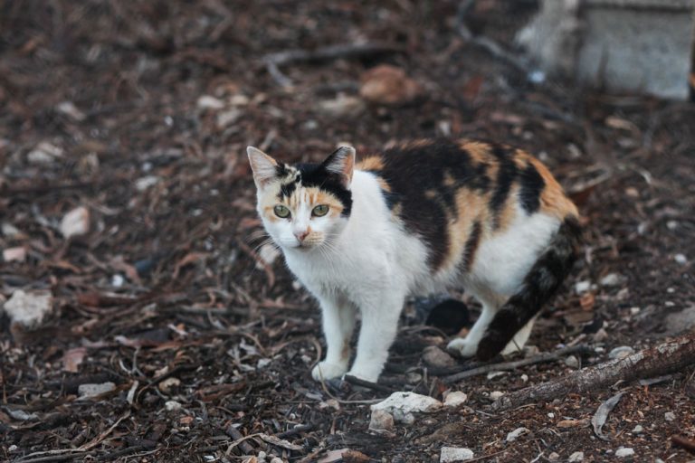 kitsap-humane-society-adopt-a-barn-cat