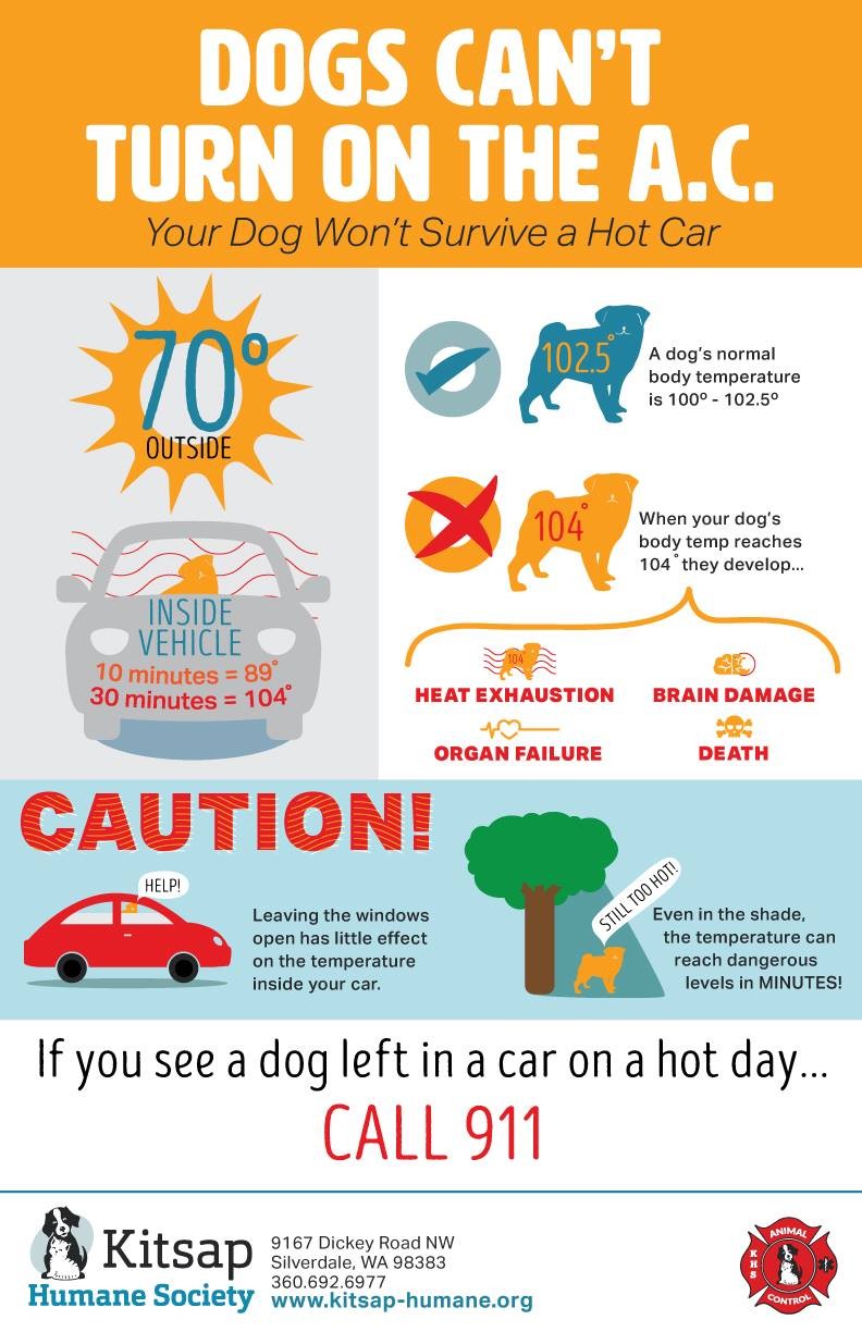 Summer Safety Tips For Dog Owners – A Must Read Guide - Pet