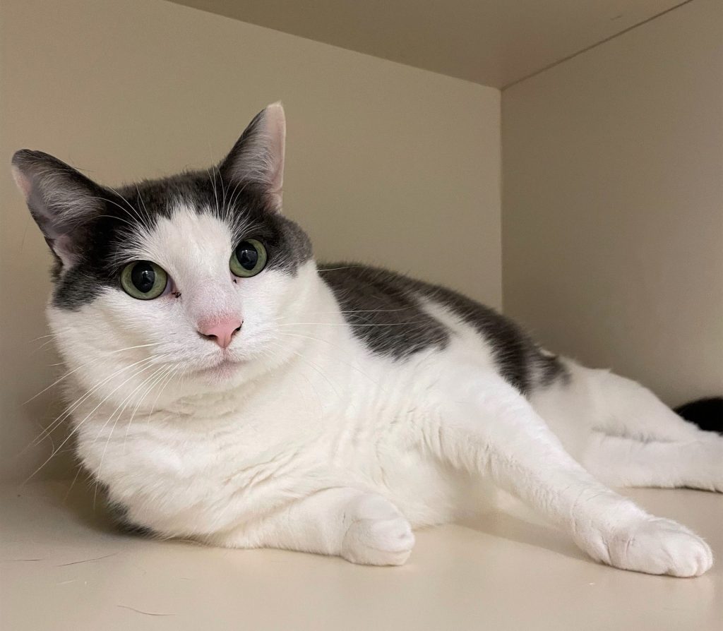 Kitsap Humane Society | Pet Of The Week — Pretty Face