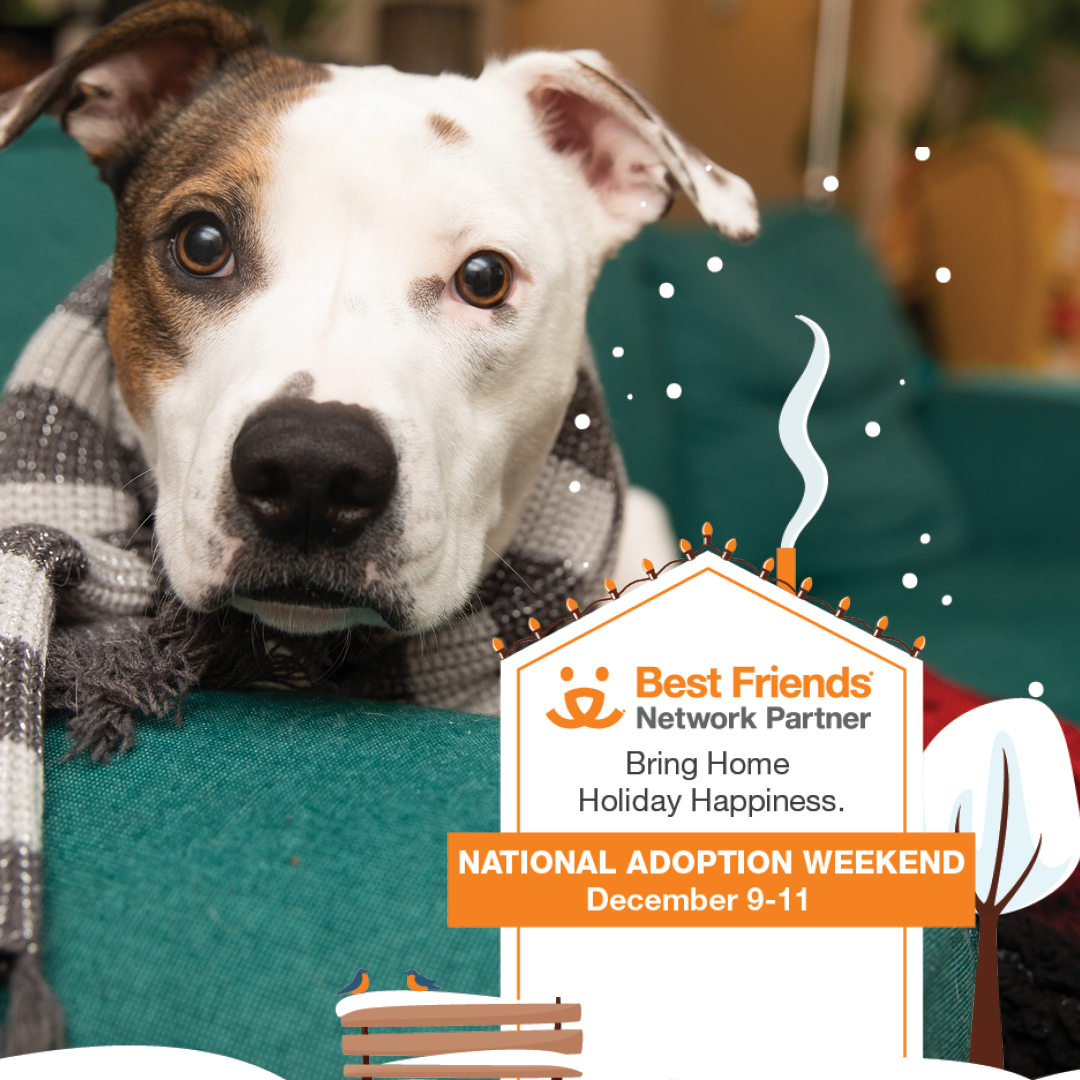 Best Friends Pet Super Adoption Event in New York City